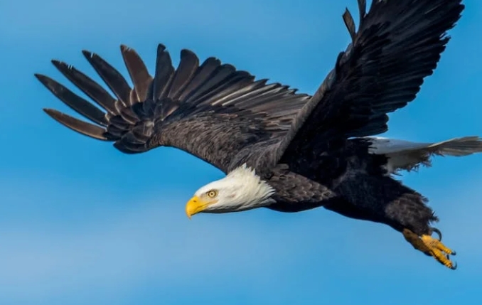 dreaming of eagles