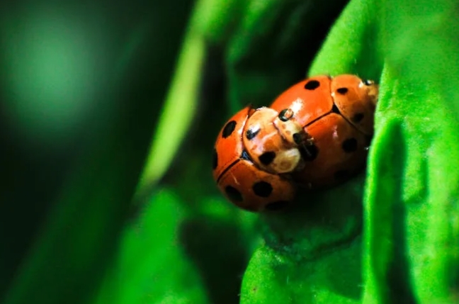 dreaming about beetles