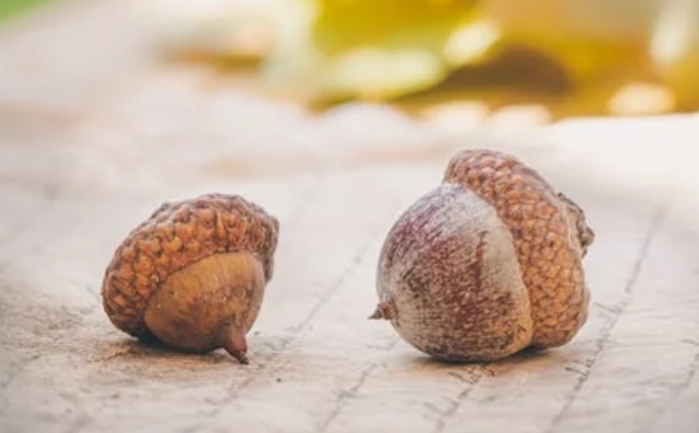 dreaming of acorns