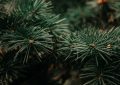 Dreaming of Pine Trees