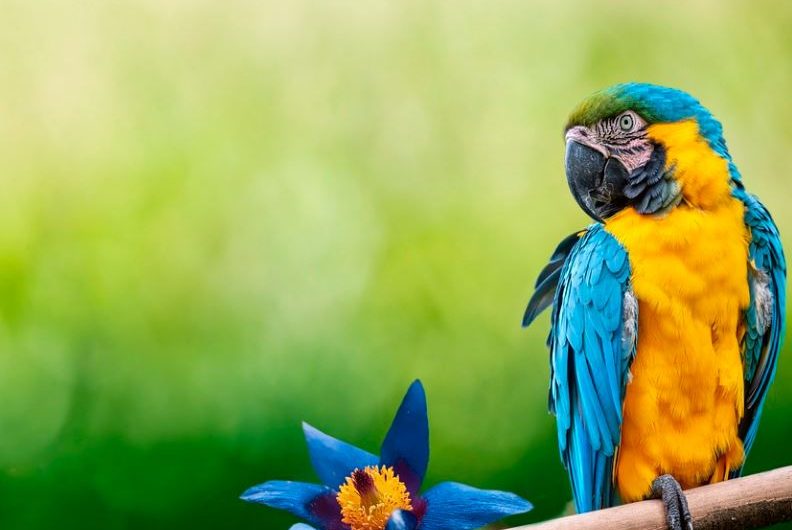 20 Spiritual Meanings of Dreaming of Parrots