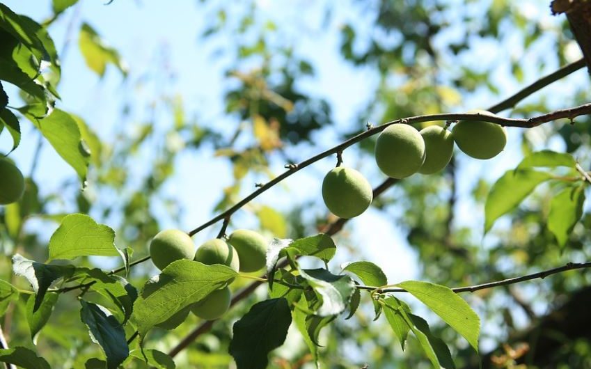 9 Spiritual Meanings of Dreaming of Plums