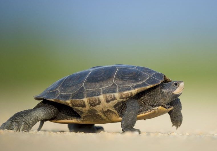 21 Spiritual Meanings of Dreaming of Turtles