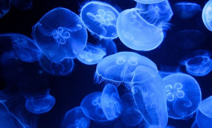 13 Spiritual Meanings of Dreaming of Jellyfish
