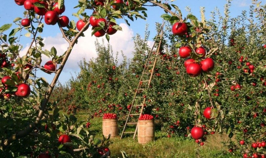 10 Spiritual Meanings of Dreaming of Fruit Trees