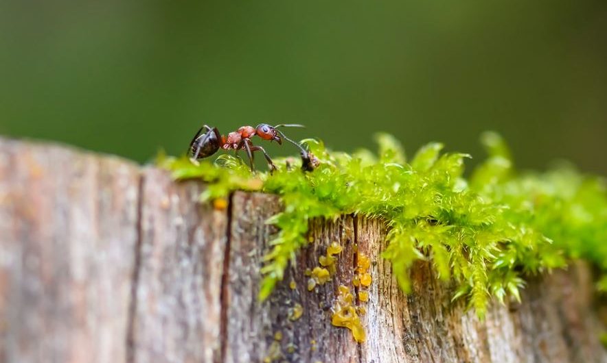 10 Spiritual Meanings of Dreaming of Red Ants