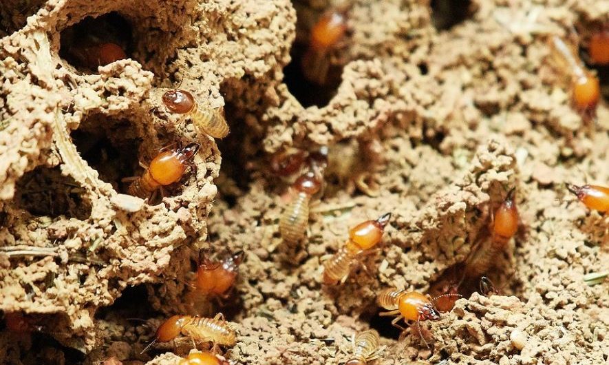 11 Spiritual Meanings of Dreaming of Termites