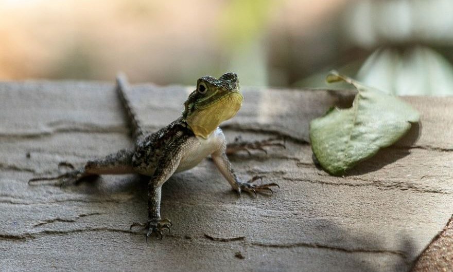 18 Spiritual Meanings of Dreaming of Lizards