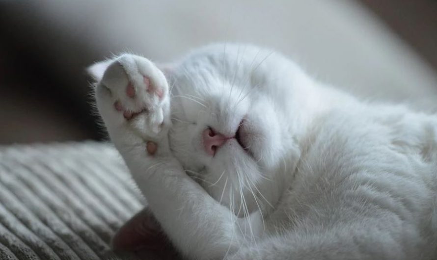 15 Spiritual Meanings of Dreaming of a Sick Cat