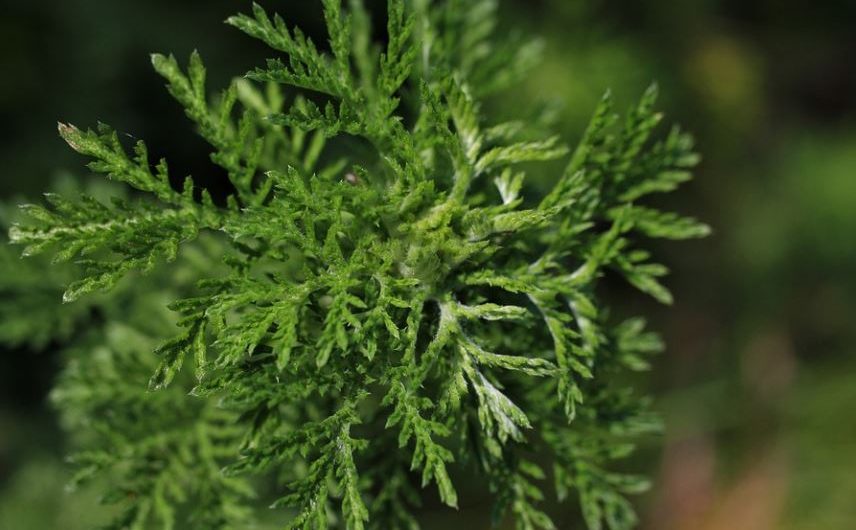 10 Spiritual Meanings of Dreaming of Artemisia annua