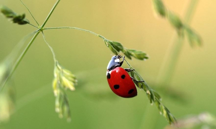 17 Spiritual Meanings of Dreaming of Ladybugs