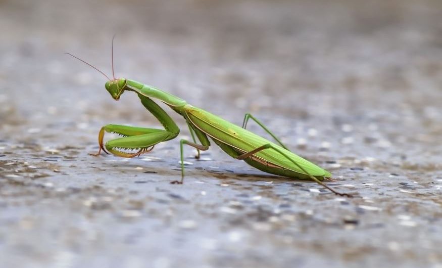 15 Spiritual Meanings of Dreaming of Mantis