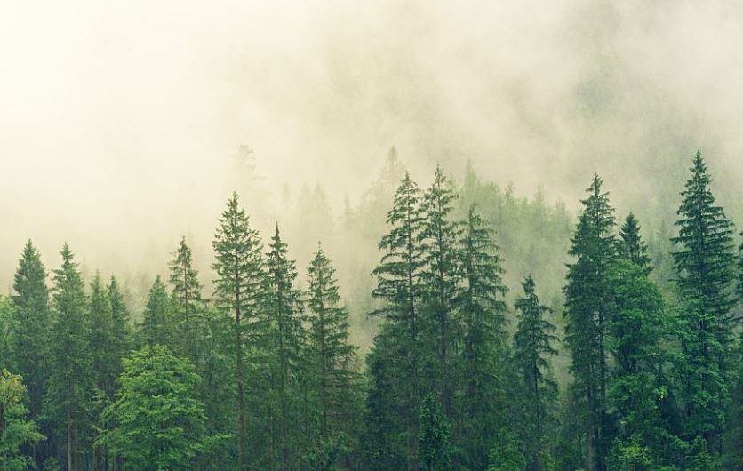 10 Spiritual Meanings of Dreaming of Fog