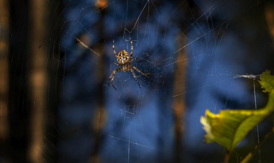 7 Spiritual Meanings of Dreaming of Being Bited by a Spider