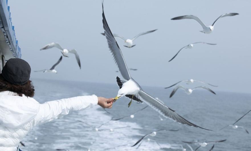 10 Spiritual Meanings of Dreaming of Seagulls