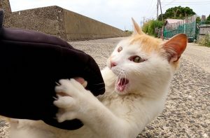 Bited 5 Spiritual Meanings of Dreaming of Being Bited by a Cat – DreamOmen
