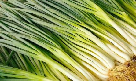 Dreaming of a green onions