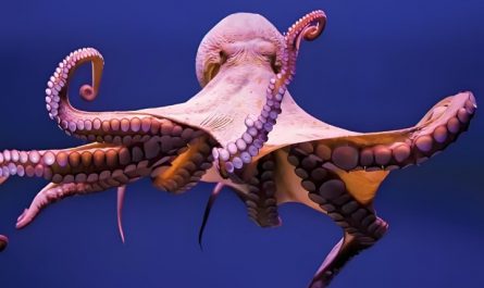 Dreaming of Octopus