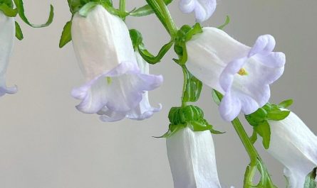 Dreaming of bellflowers