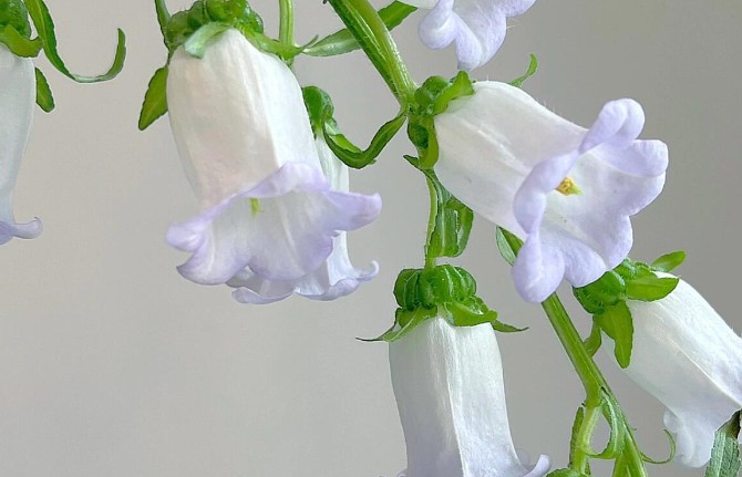 Dreaming of bellflowers