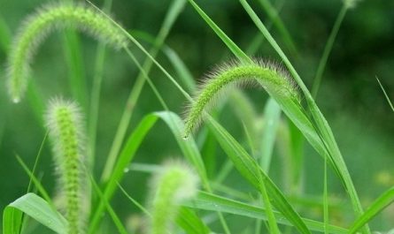 Dreaming of Grass