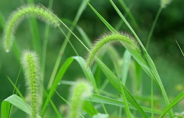 Dreaming of Grass