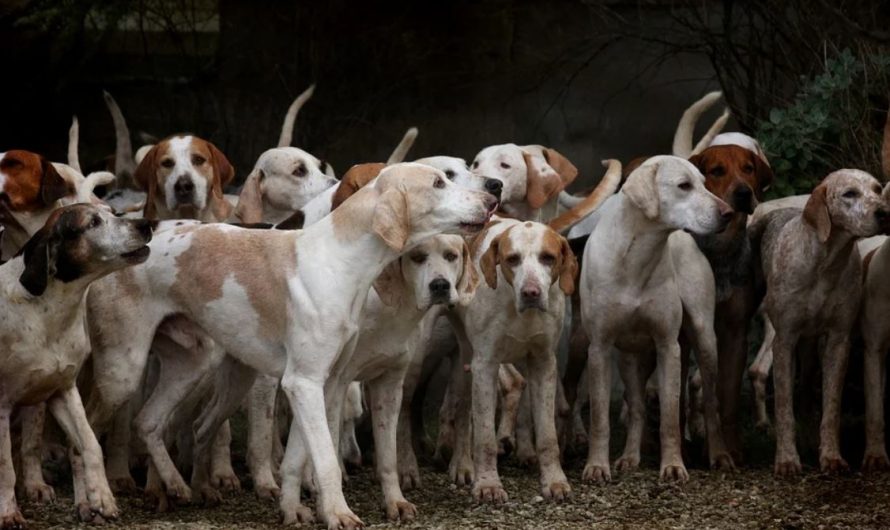 13 Spiritual Meanings of Dreaming of Many Dogs