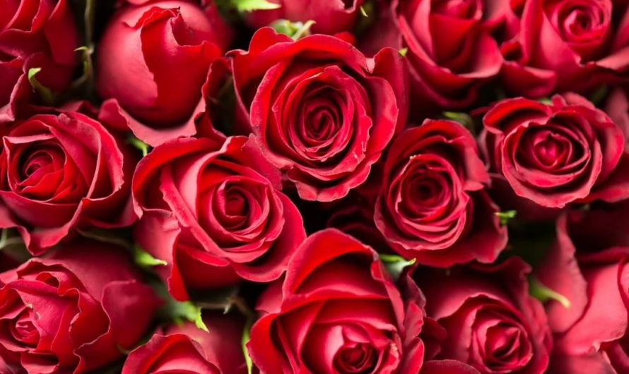 28 Spiritual Meanings of Dreaming of Flowers