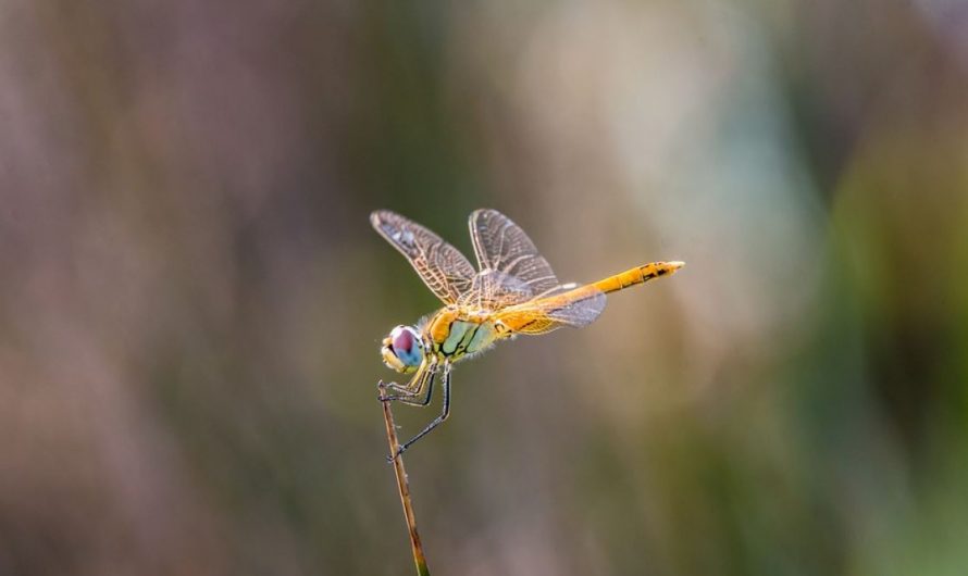 10 Spiritual Meanings of Dreaming of Dragonflies