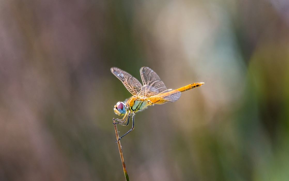 Dreaming of Dragonflies