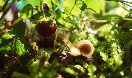 Dreaming of Snail
