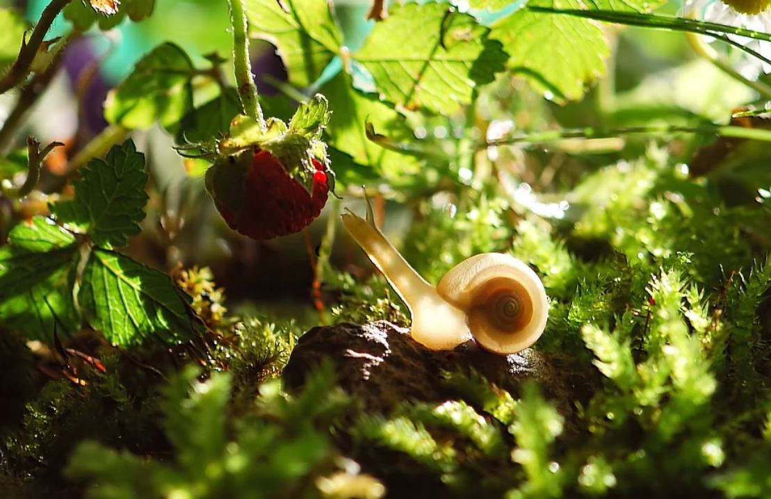 Dreaming of Snail