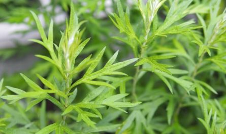 Dreaming of mugwort