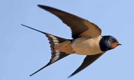 Dreaming of Swallows