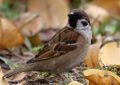 Dreaming of Sparrows