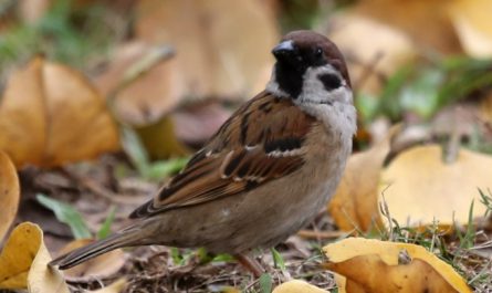 Dreaming of Sparrows