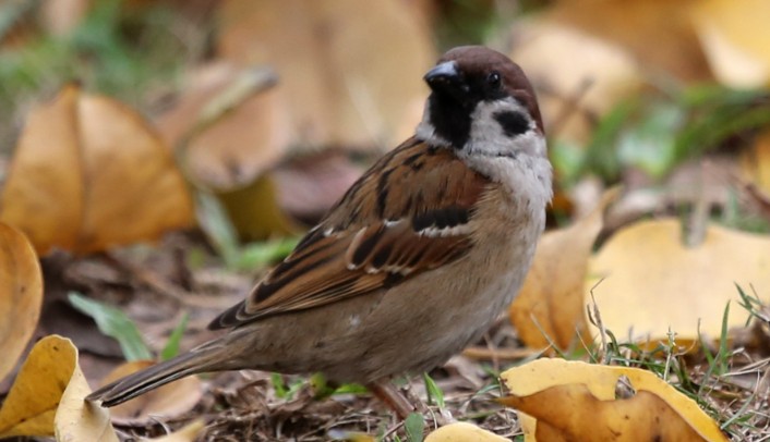 Dreaming of Sparrows