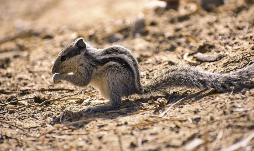 27 Spiritual Meanings of Dreaming of Squirrels