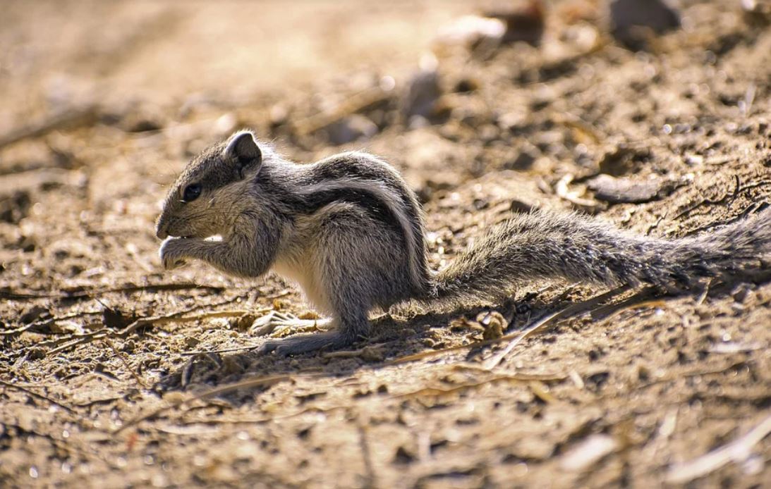 27 Spiritual Meanings of Dreaming of Squirrels