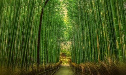 19 Spiritual Meanings of Dreaming of Bamboo