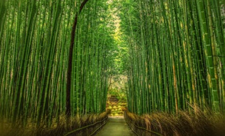 19 Spiritual Meanings of Dreaming of Bamboo