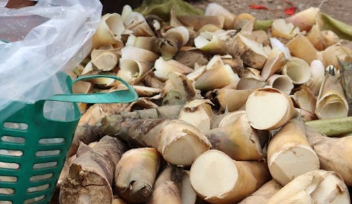 17 Spiritual Meanings of Dreaming of Bamboo Shoots