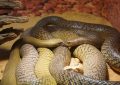 17 Spiritual Meanings of Dreaming of Many Snakes