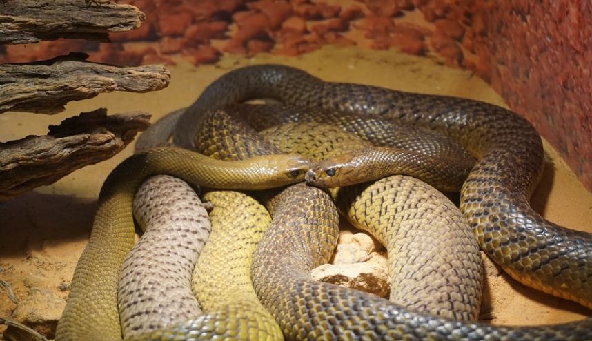 17 Spiritual Meanings of Dreaming of Many Snakes