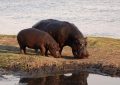 Dreaming of Hippopotamus