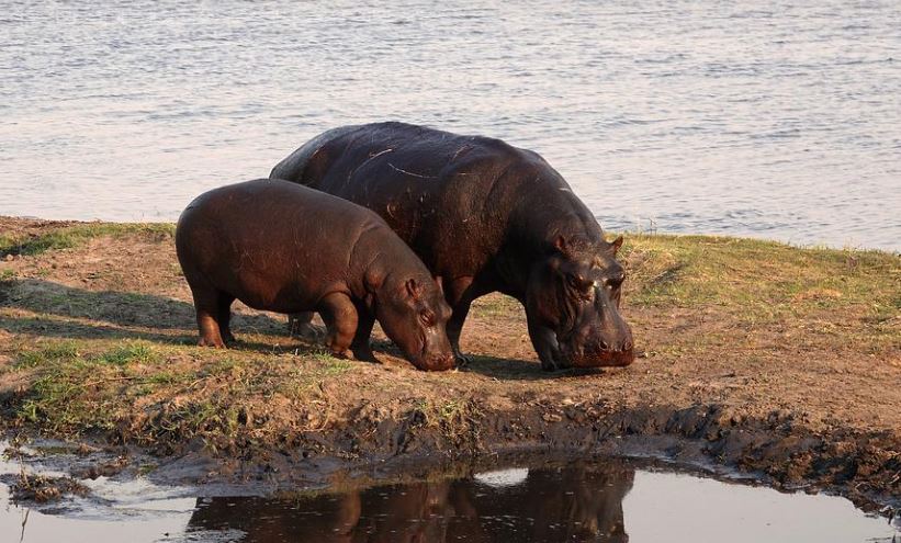 Dreaming of Hippopotamus
