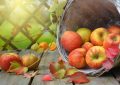 Dreaming of Apples