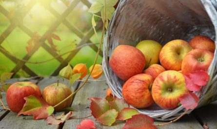 Dreaming of Apples