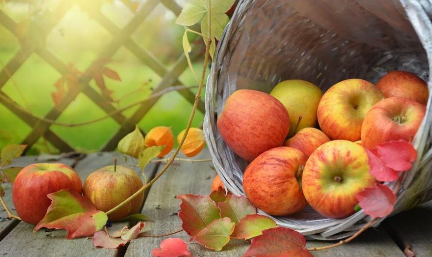16 Spiritual Meanings of Dreaming of Apples
