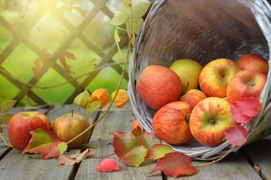 Dreaming of Apples